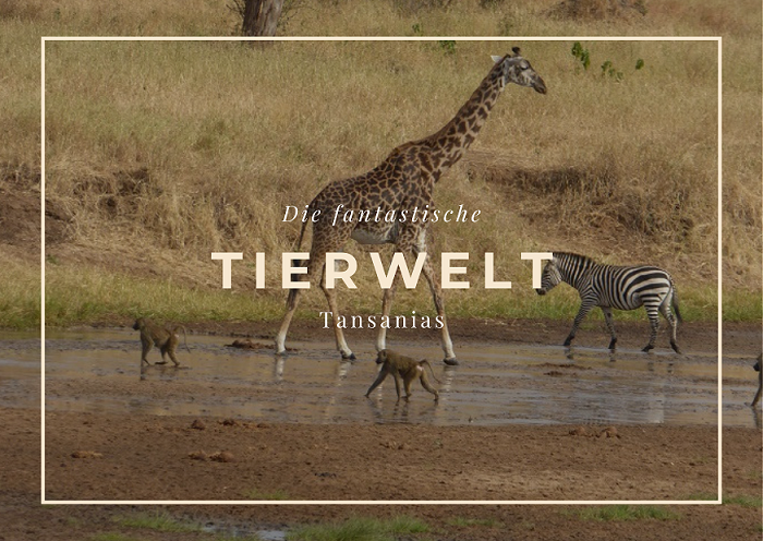 Tierwelt Tansanias Safari