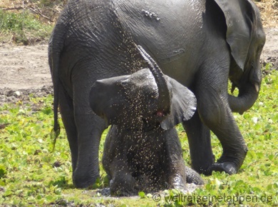 Elefant Tarangire Nationalpark Tansania