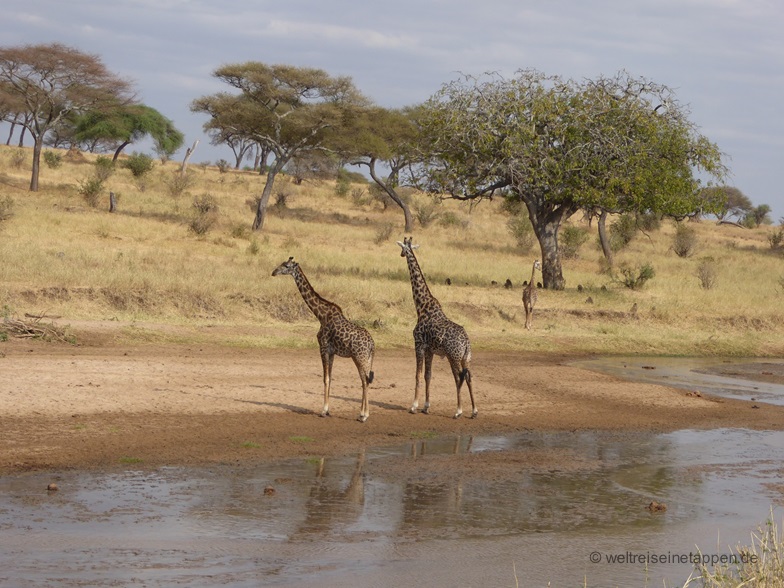 Giraffen Tarangire Nationalpark Tansania