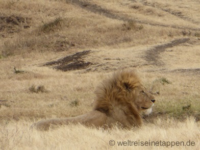 Löwe Ngorongoro Tansania