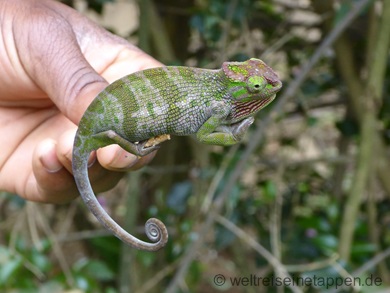 Chamäleon Arusha Tansania
