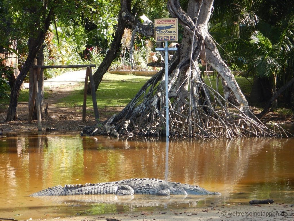 Krokodil am Strand von Tamarindo