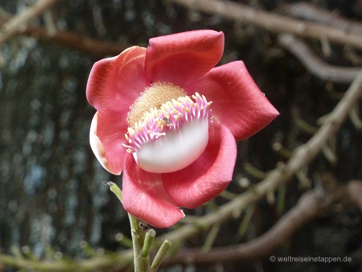 Exotische Blume in Kambodscha