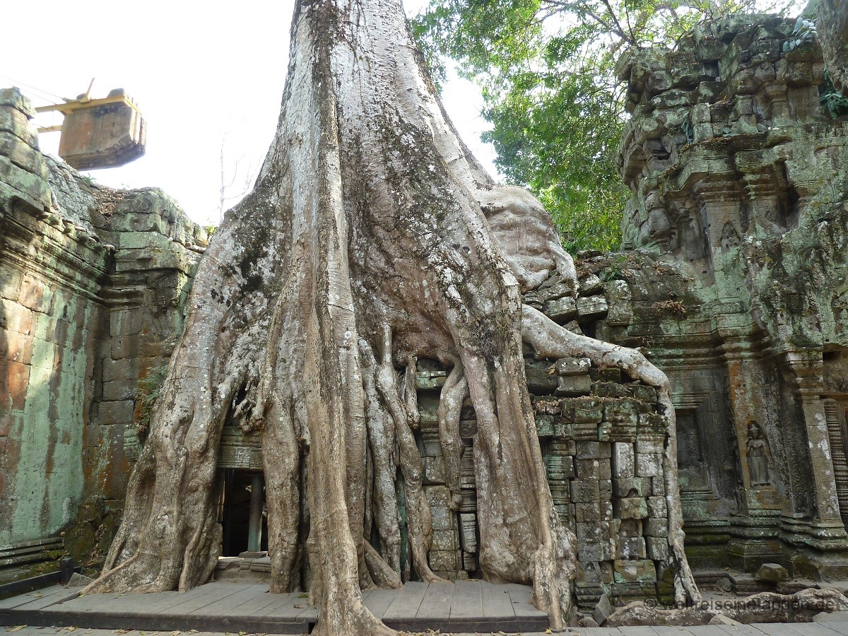 Tomb Raider Baum Angkor Wat