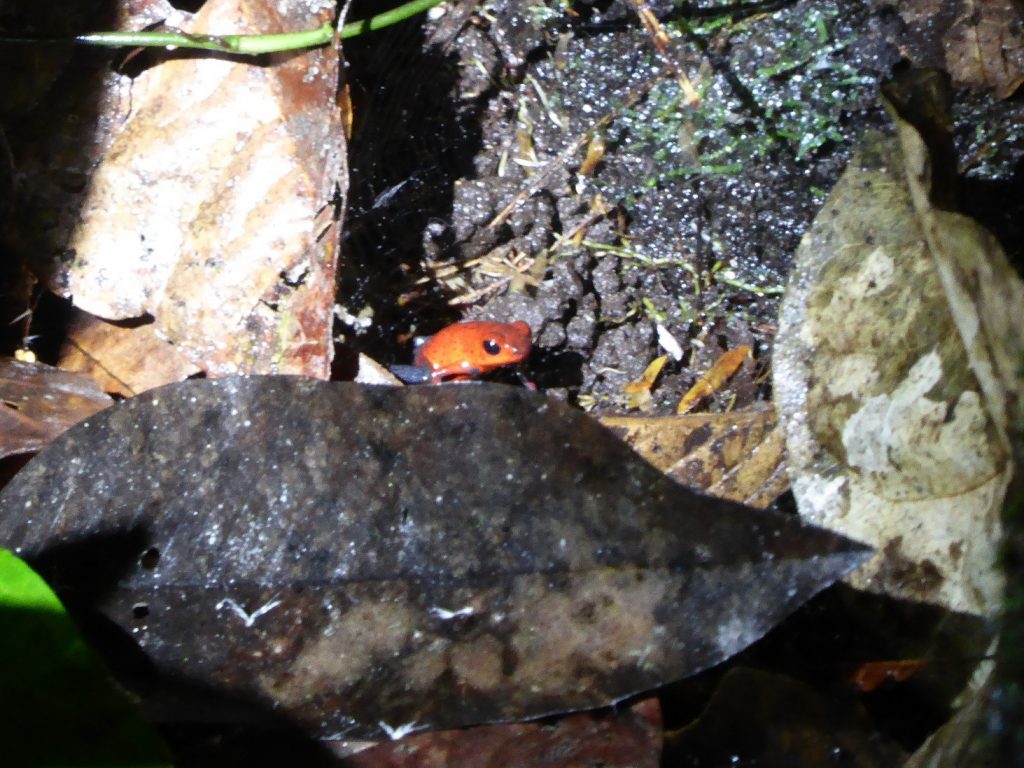 Frosch in Tortuguero