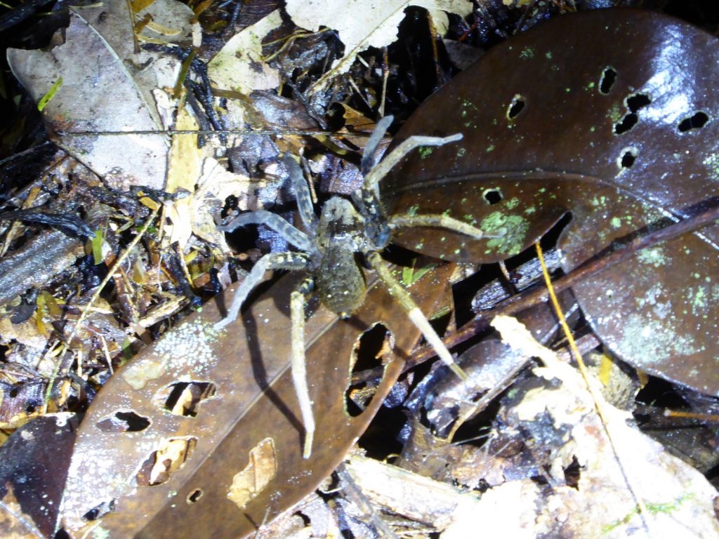 Spinne Tortuguero
