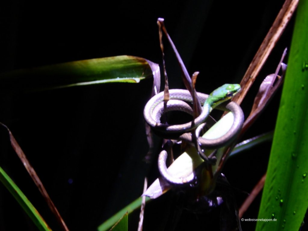 Schlange in Tortuguero
