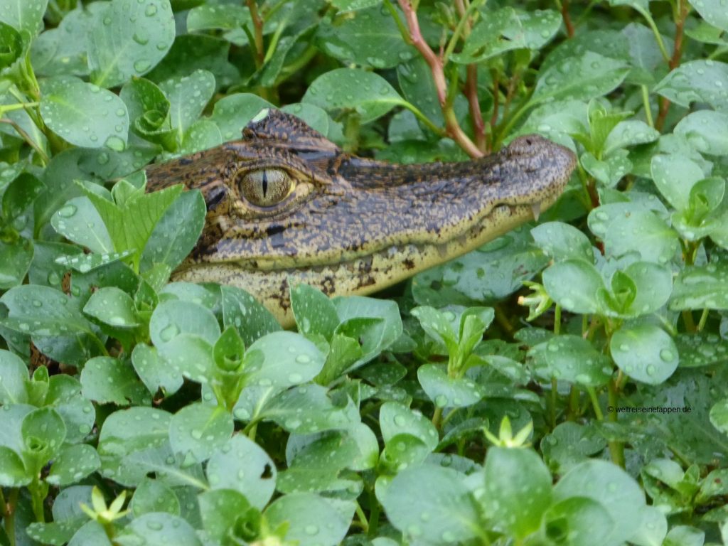 Kaiman in Tortuguero