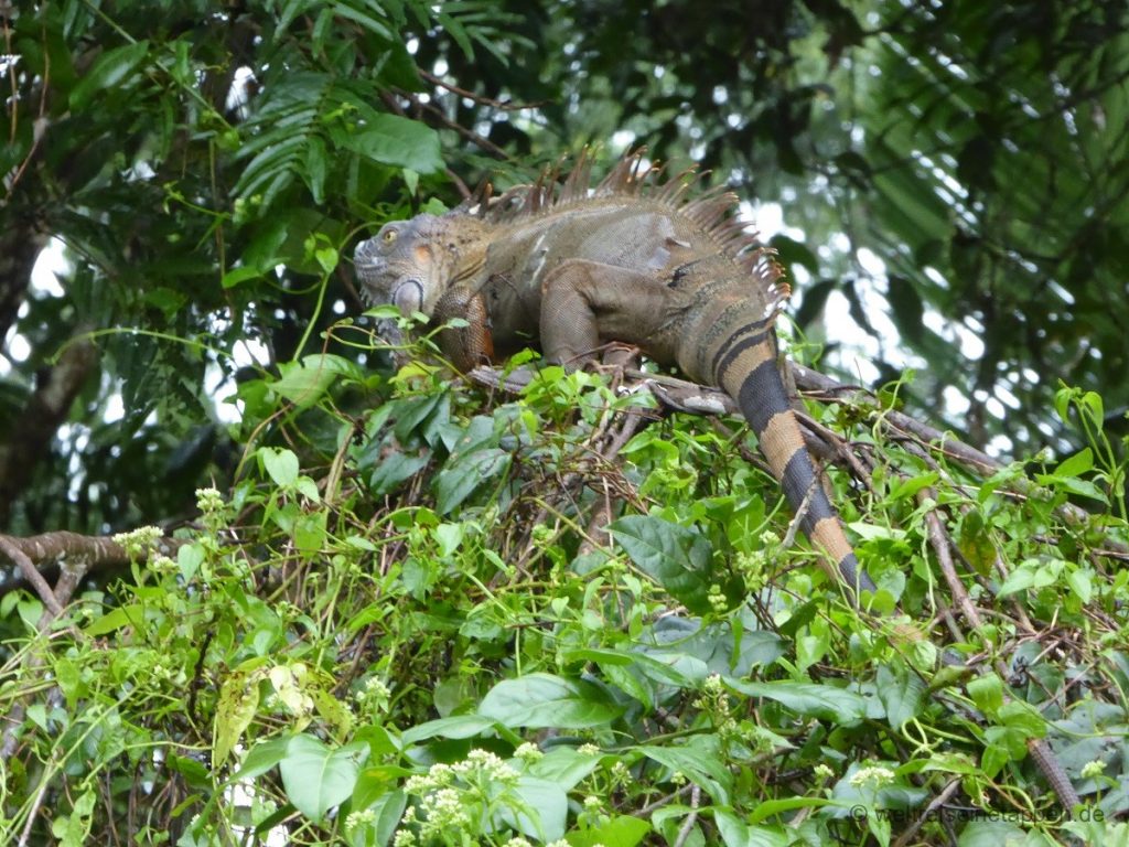 Leguan in Tortuguero