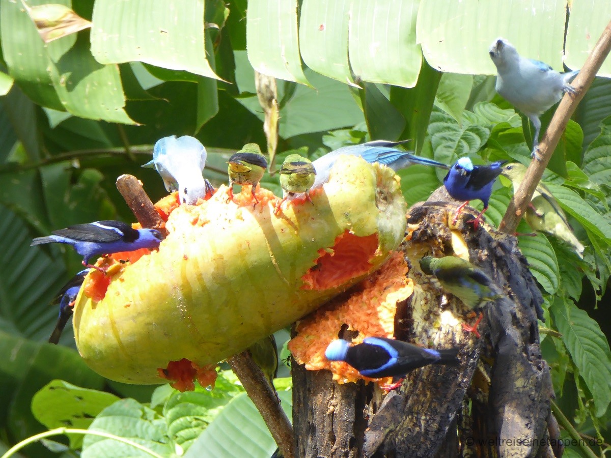 Vögel in La Fortuna