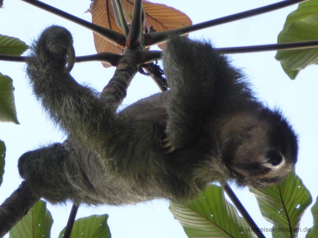 Faultier in La Fortuna