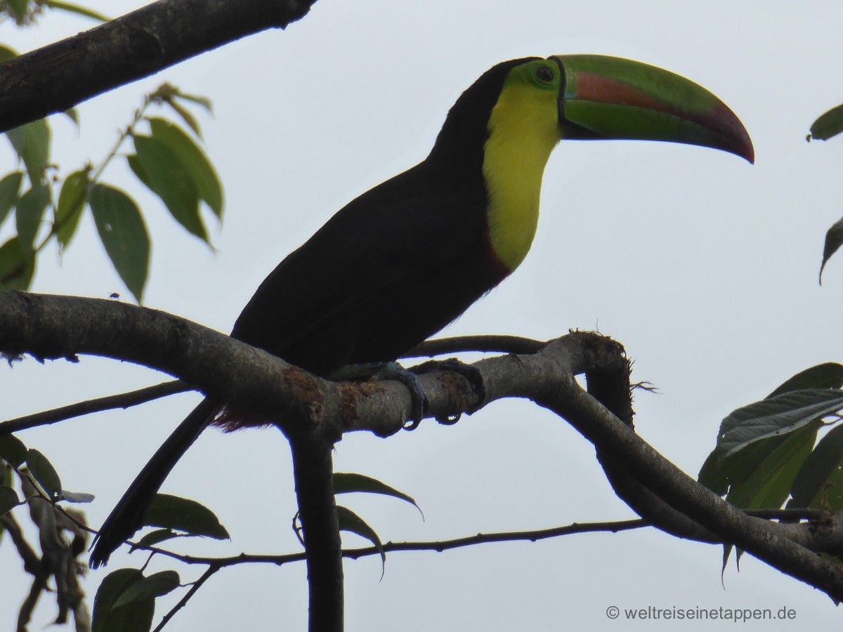 Tucan