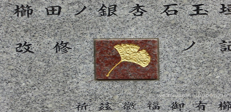 Japan Gingko