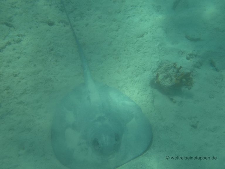 Rochen Schnorcheln Acumal Mexico