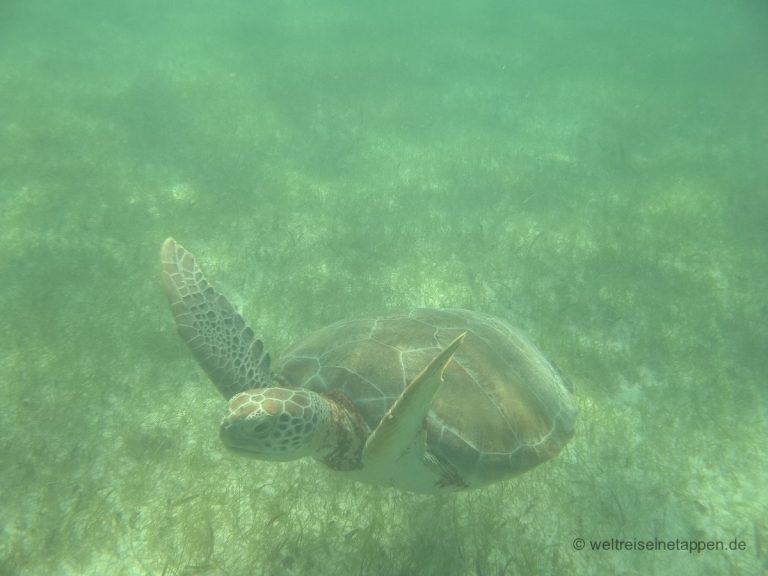 Meeresschildkröte Yucatan Acumal Mexico