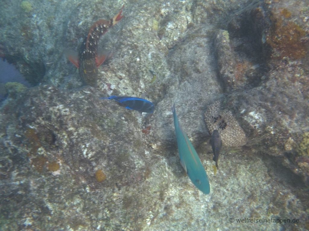 Fische Schnorchel Isla Cozumel Mexico