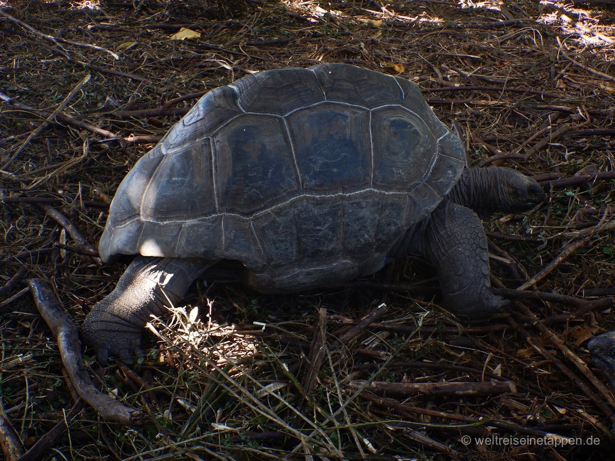 Landschildkröte Seychellen