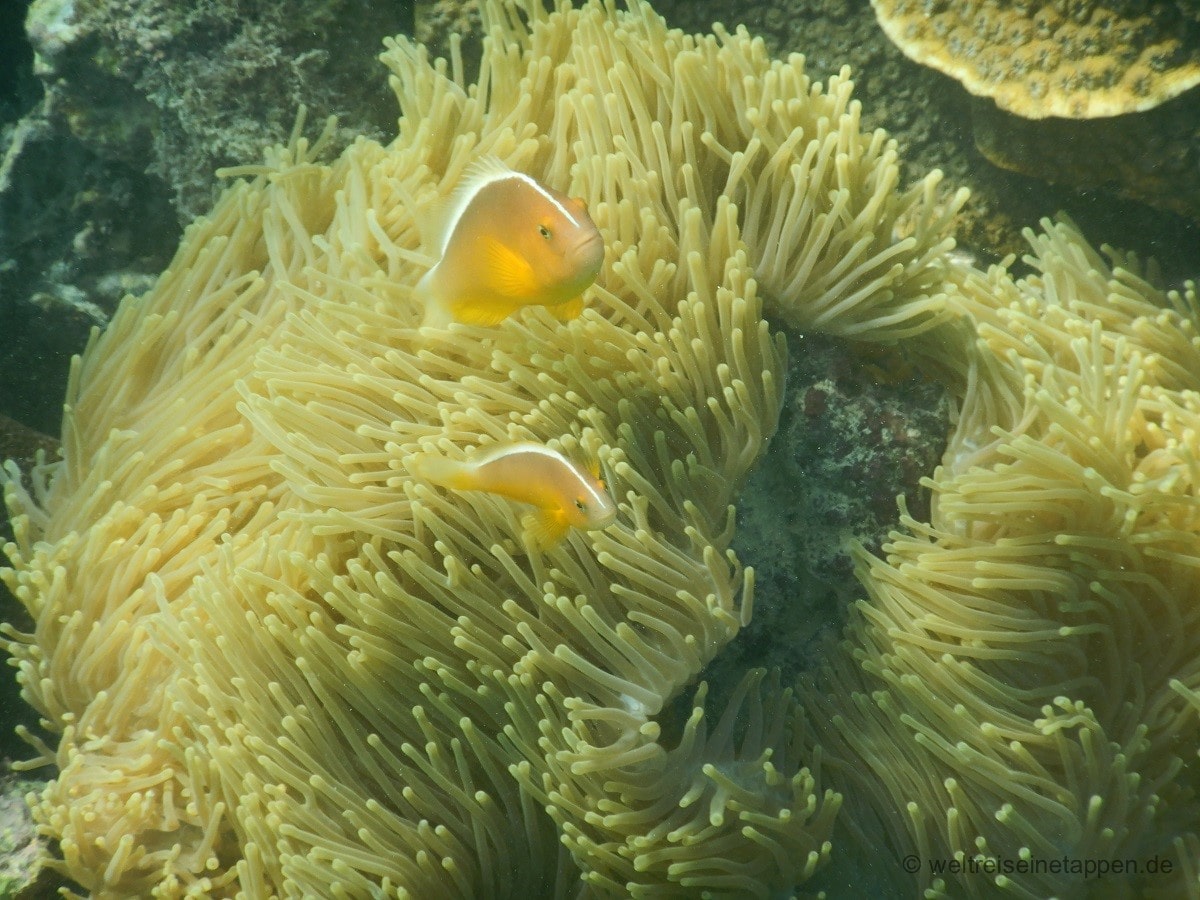 Unterwasserwelt Seychellen