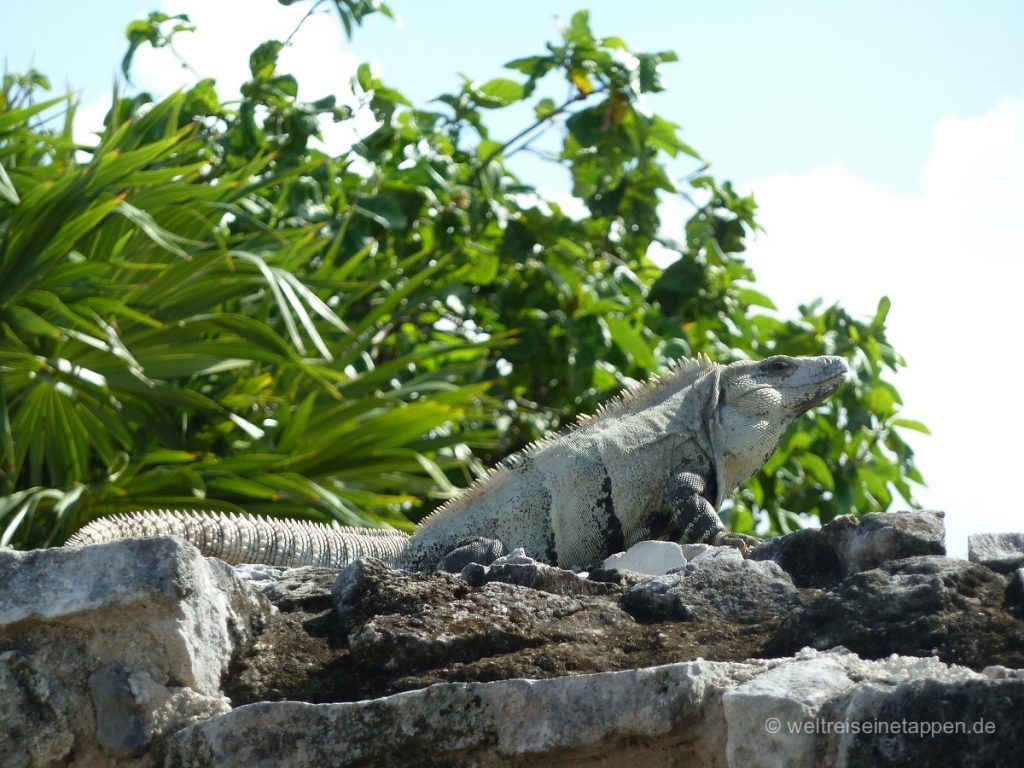 Echse Mexico Yucatan Tulum