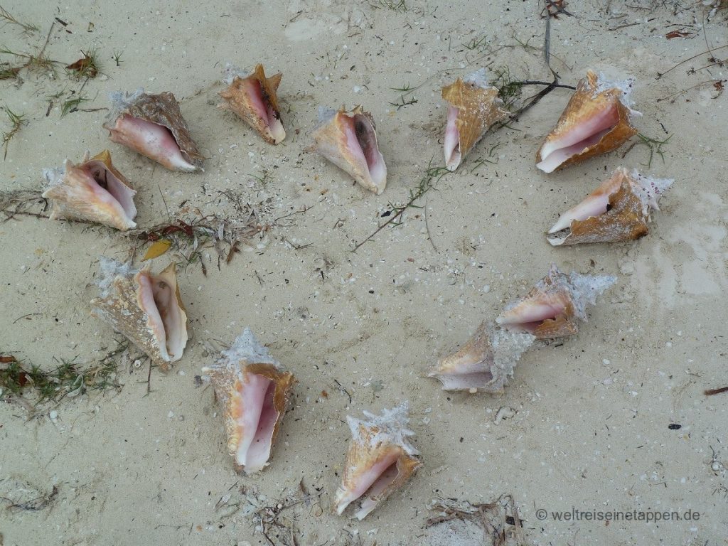 Fechterschnecke Strand Isla de Mujeres Mexiko