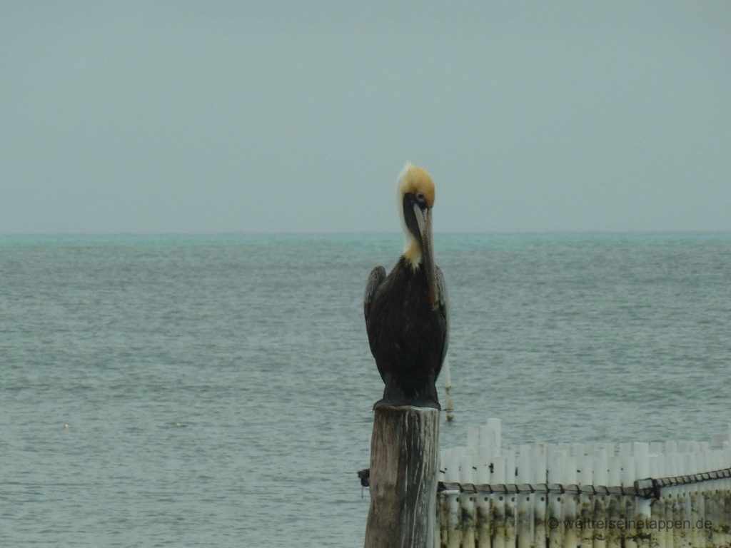 Pelikan Isla de Mujeres Mexico