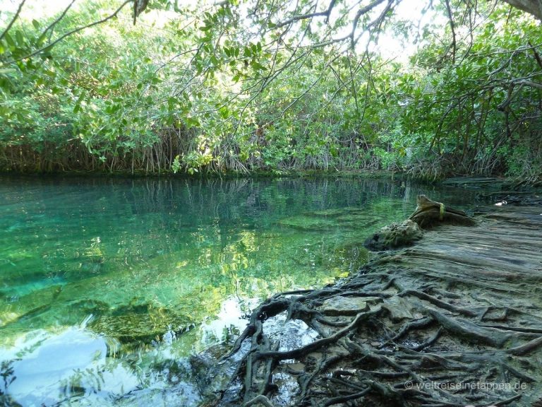 Cenote Mexico Yucatan Xcacel